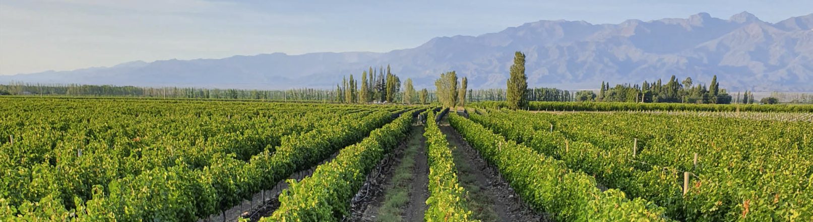 Viñedos de Mendoza con la Cordillera de los Andes